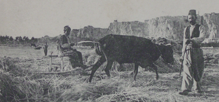 armenian-villager-ox