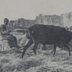 armenian-villager-ox